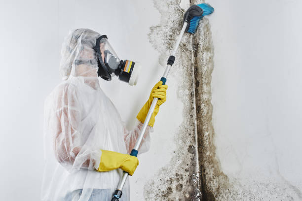 Best Attic Mold Removal  in Woodbridge, VA
