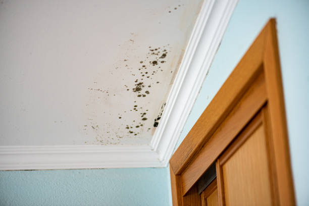 Best Mold Damage Repair  in Woodbridge, VA