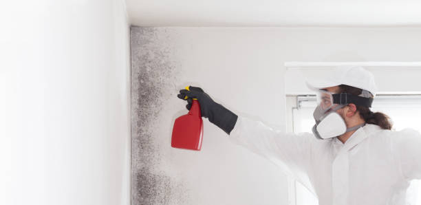 Best Toxic Mold Removal  in Woodbridge, VA