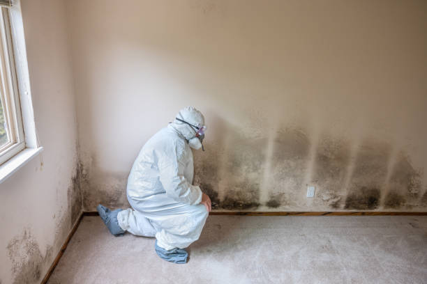 Best Crawl Space Mold Removal  in Woodbridge, VA