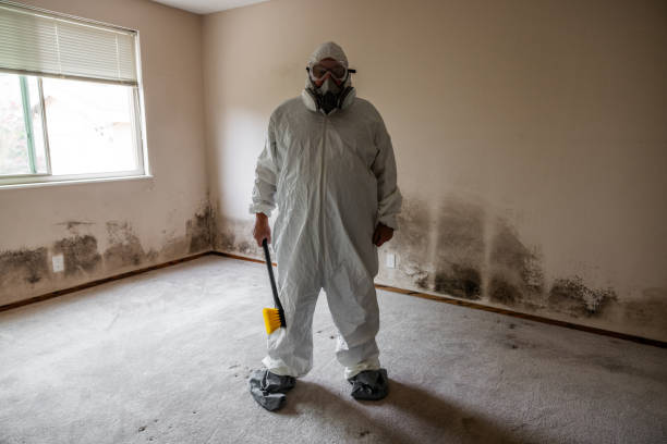 Reliable Woodbridge, VA Mold Removal Solutions