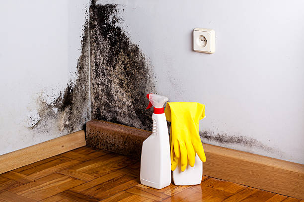 Crawl Space Mold Removal in Woodbridge, VA